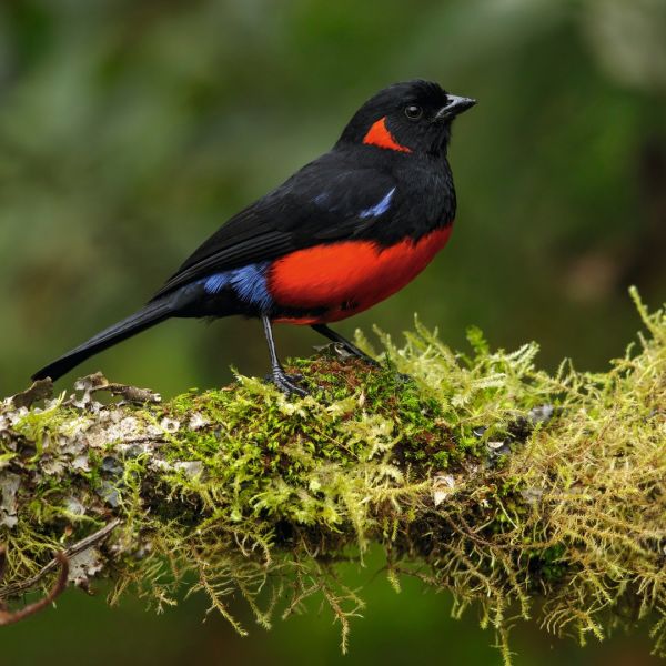 Bright birds part ii â a photo selection