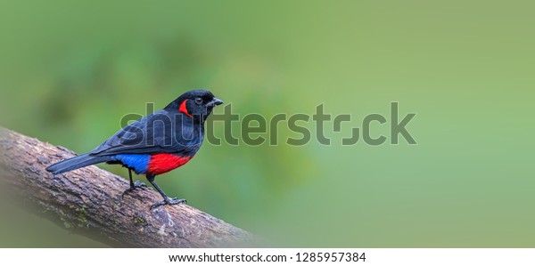 Scarlet bellied mountain tanager images stock photos d objects vectors