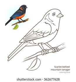 Scarlet bellied mountain tanager bird learn stock illustration