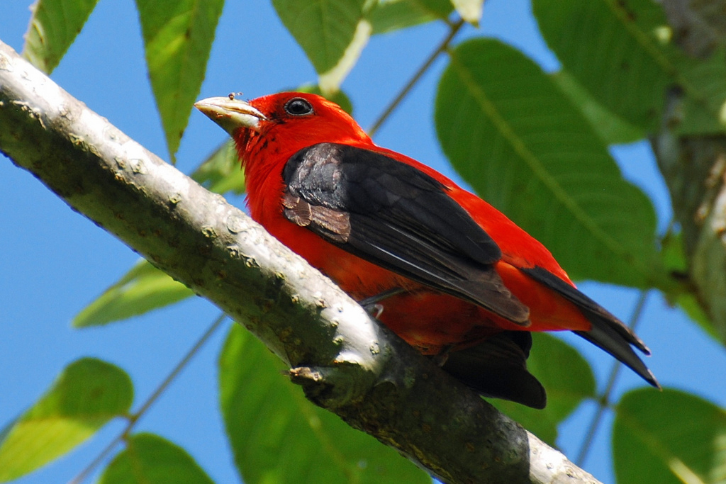 Scarlet tanager our fine feathered friends