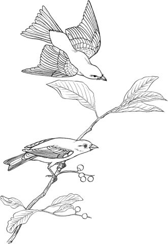 Scarlet tanager coloring page from tanager category select from printableâ bird sketch coloring pages scarlet tanager