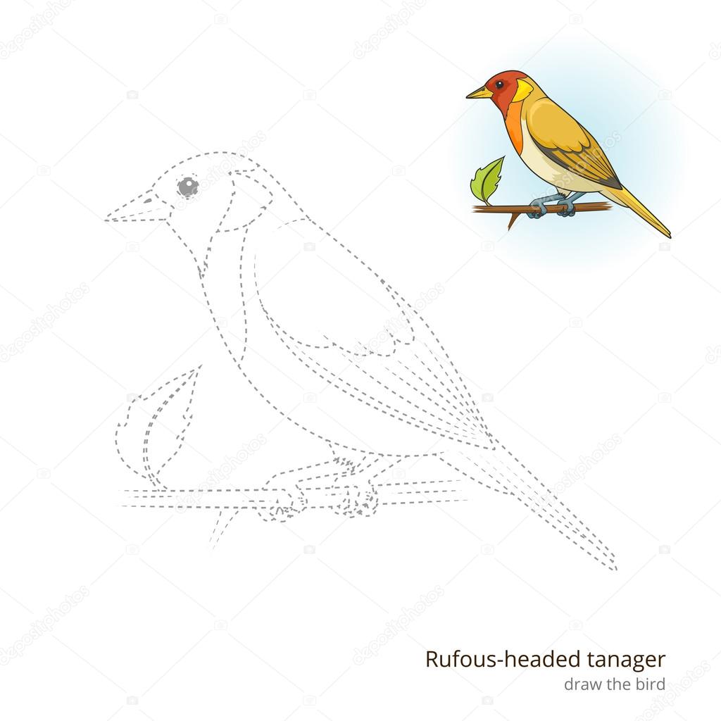Rufous headed tanager draw vector stock vector by alexanderpokusay
