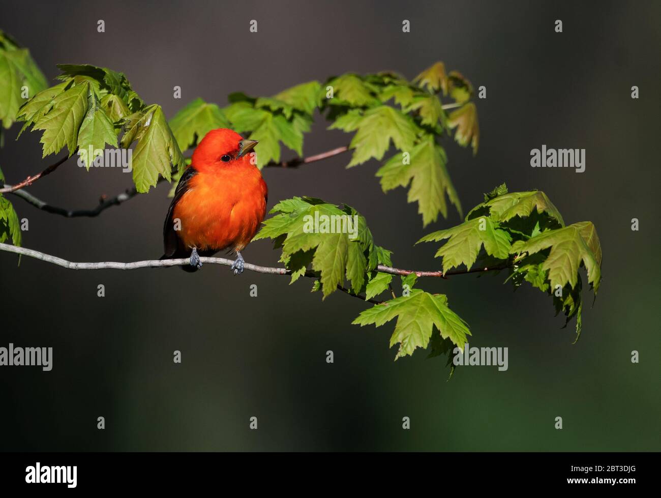 Scarlet tanagers hi