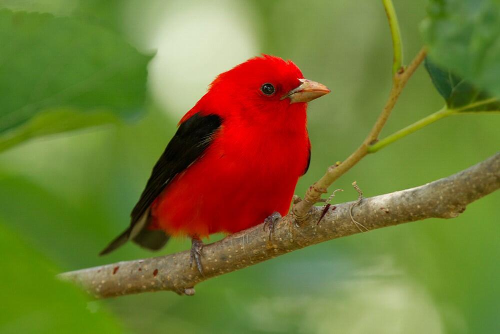 Birds of the sugarbush scarlet tanager vermont