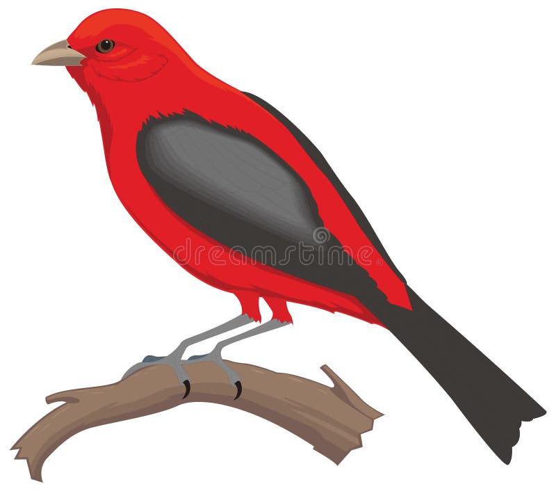 Scarlet tanager stock illustrations â scarlet tanager stock illustrations vectors clipart