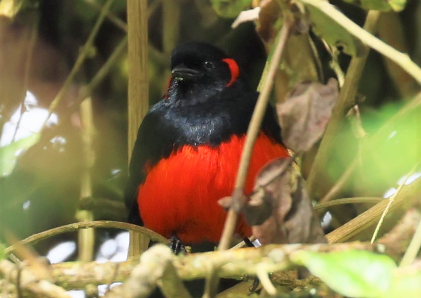 Ecuador day â continuing in eastern andes â guango lodge â