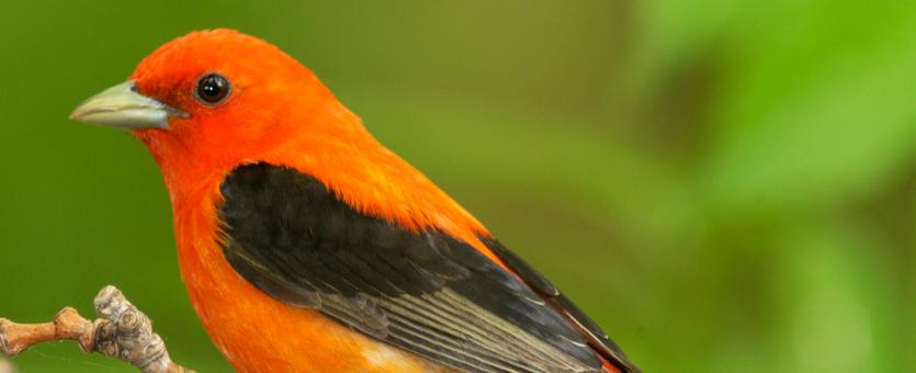Scarlet tanager missouri department of conservation