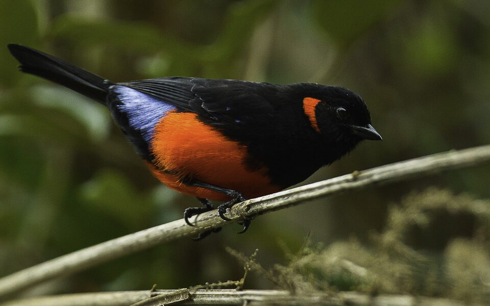 Flora and fauna traveling and living in peru