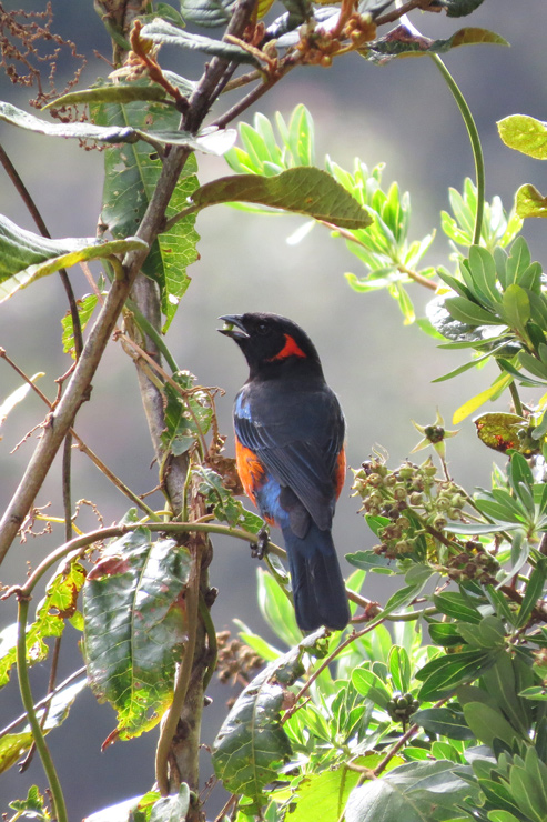 Identifying a hummingbird at the inca trails second pass â planes trains and automobiles if i must