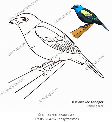Blue winged mountain tanager bird learn birds educational game coloring book vector illustration stock vector vector and low budget royalty free image pic esy