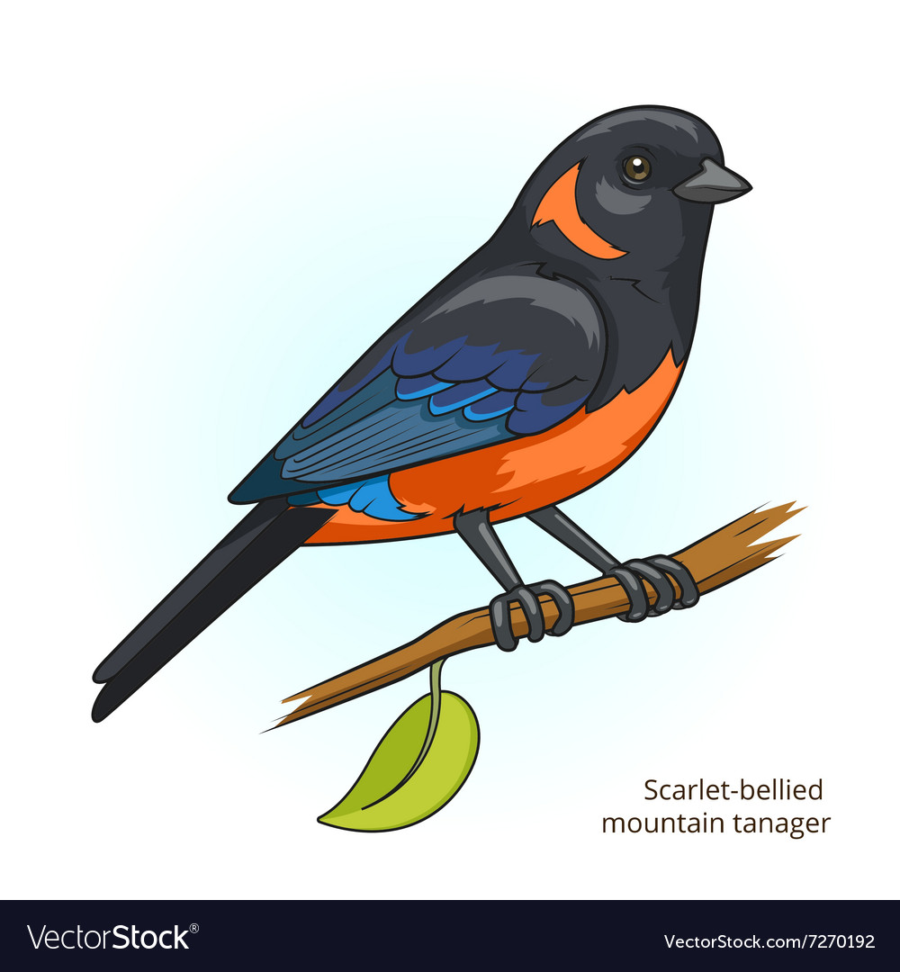 Scarlet bellied mountain tanager bird royalty free vector