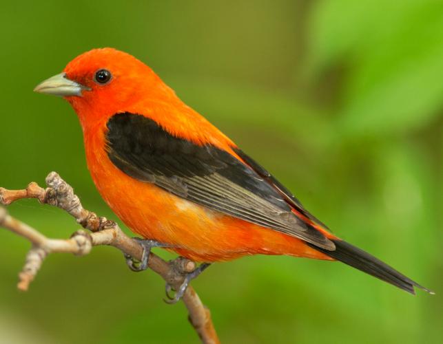 Scarlet tanager missouri department of conservation