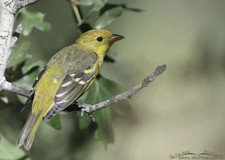 Young western tanager in the wasatch mountains