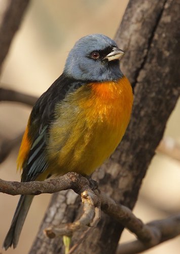 Bird thraupidae