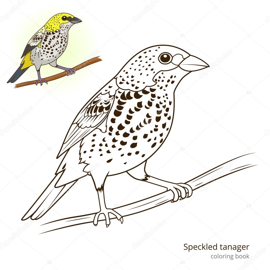 Speckled tanager color book vector stock vector by alexanderpokusay