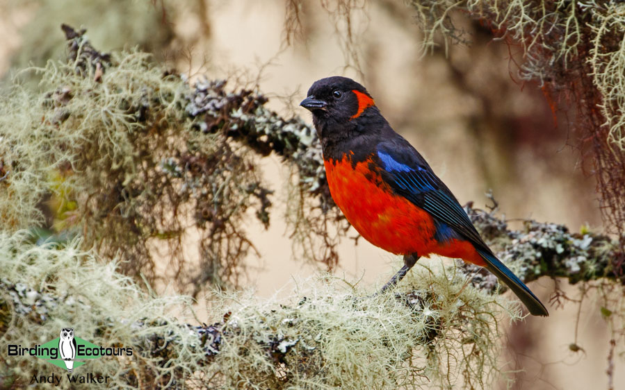 Birding tour peru the manu road and lowlands