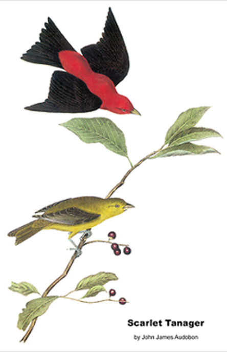 Scarlet tanager our fine feathered friends