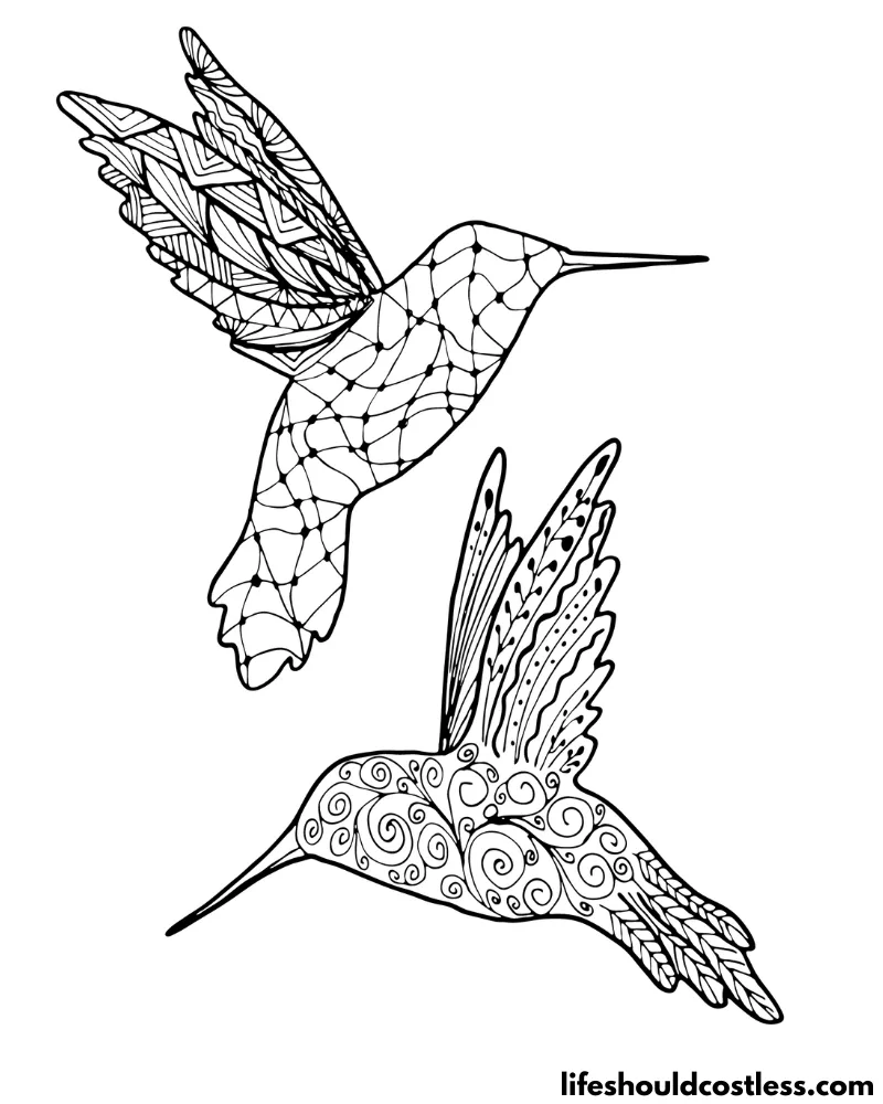 Hummingbird coloring pages free printable pdf templates