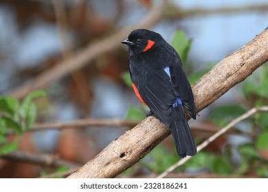 Scarlet bellied mountain tanager images stock photos d objects vectors