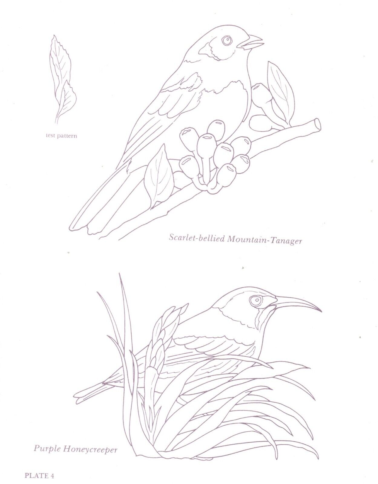 Favorite birds embroidery iron on transfer no