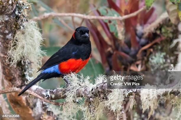 Scarlet tanager stock photos high