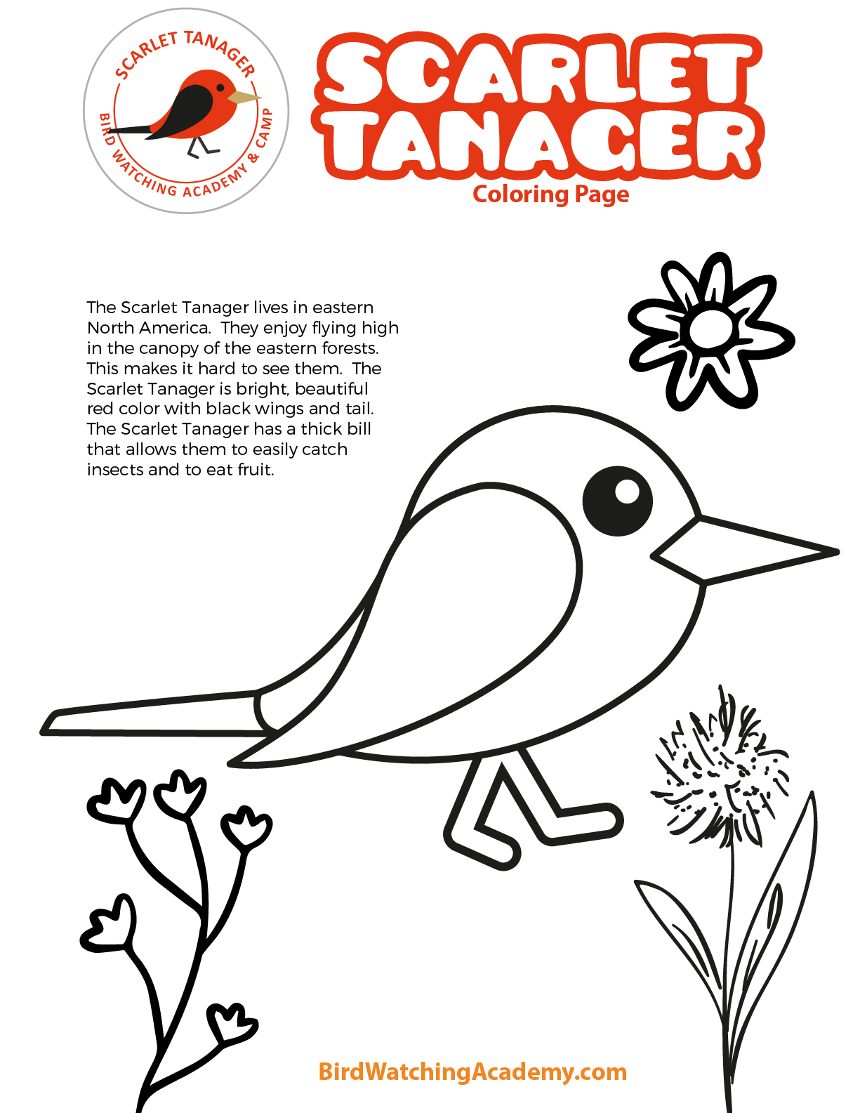 Scarlet tanager coloring page
