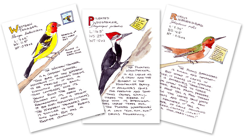 New bird postcards expeditionary art
