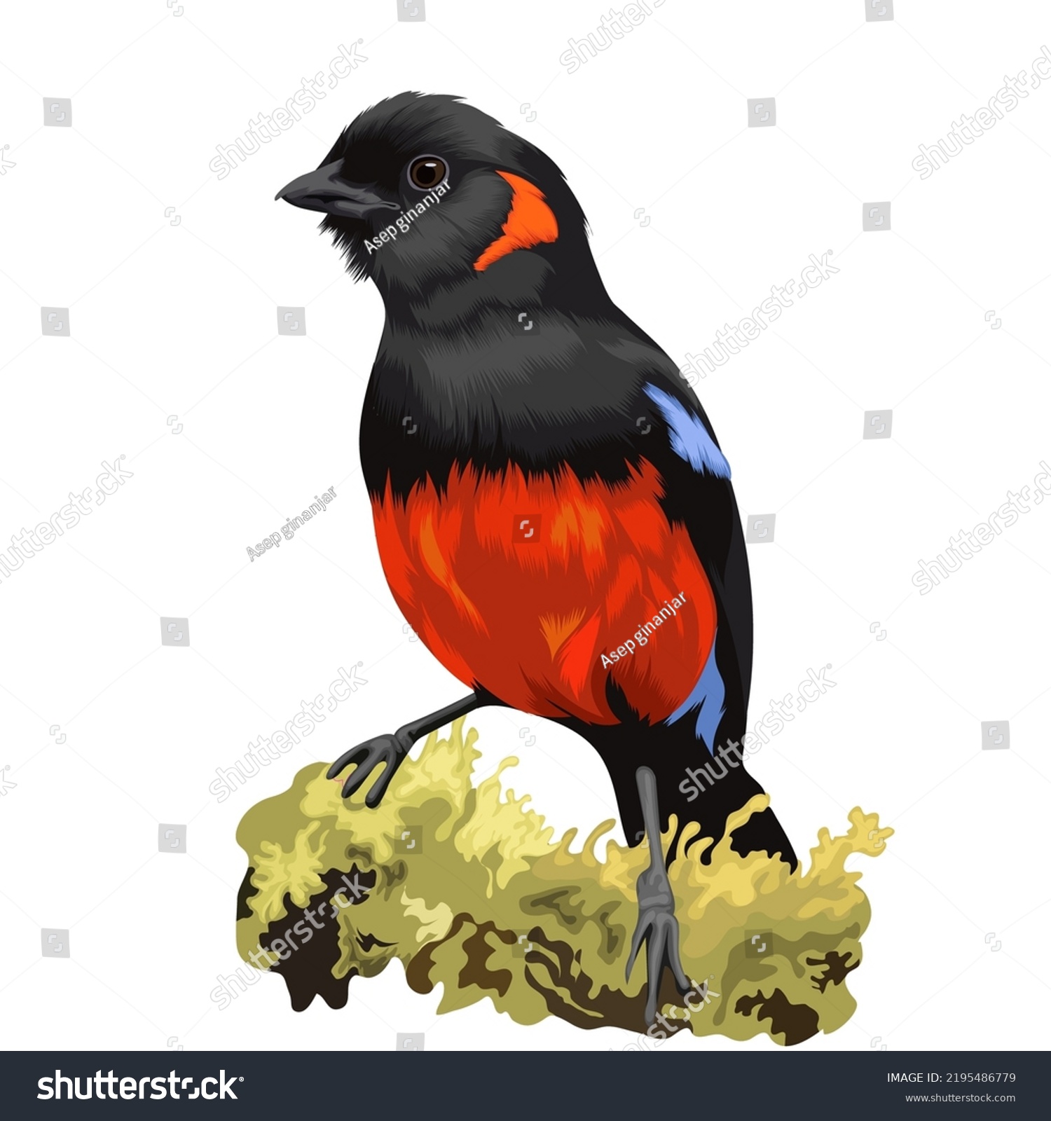 Scarlet bellied mountain tanager images stock photos d objects vectors
