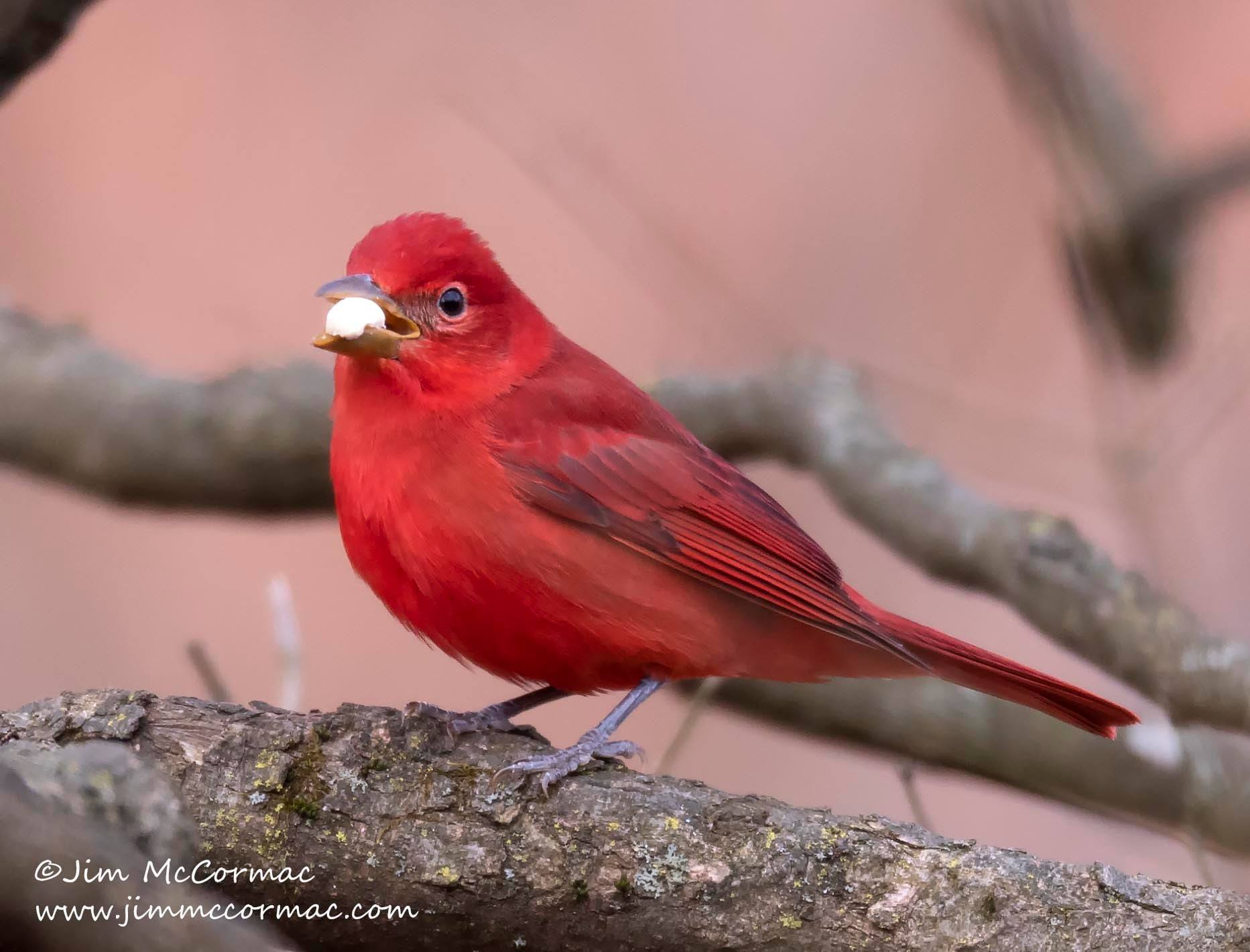 Ohio birds and biodiversity nature summer tanager in ohios winter yes its true