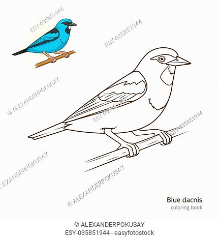 Blue winged mountain tanager bird learn birds educational game coloring book vector illustration stock vector vector and low budget royalty free image pic esy