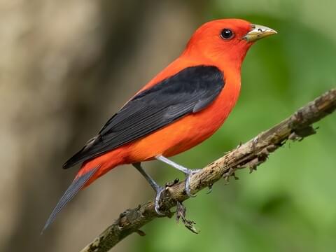 Scarlet tanager identification all about birds cornell lab of ornithology