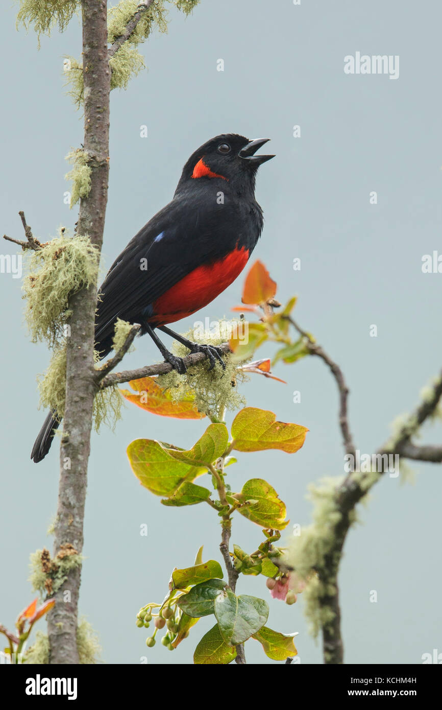 Scarlet colored bird hi