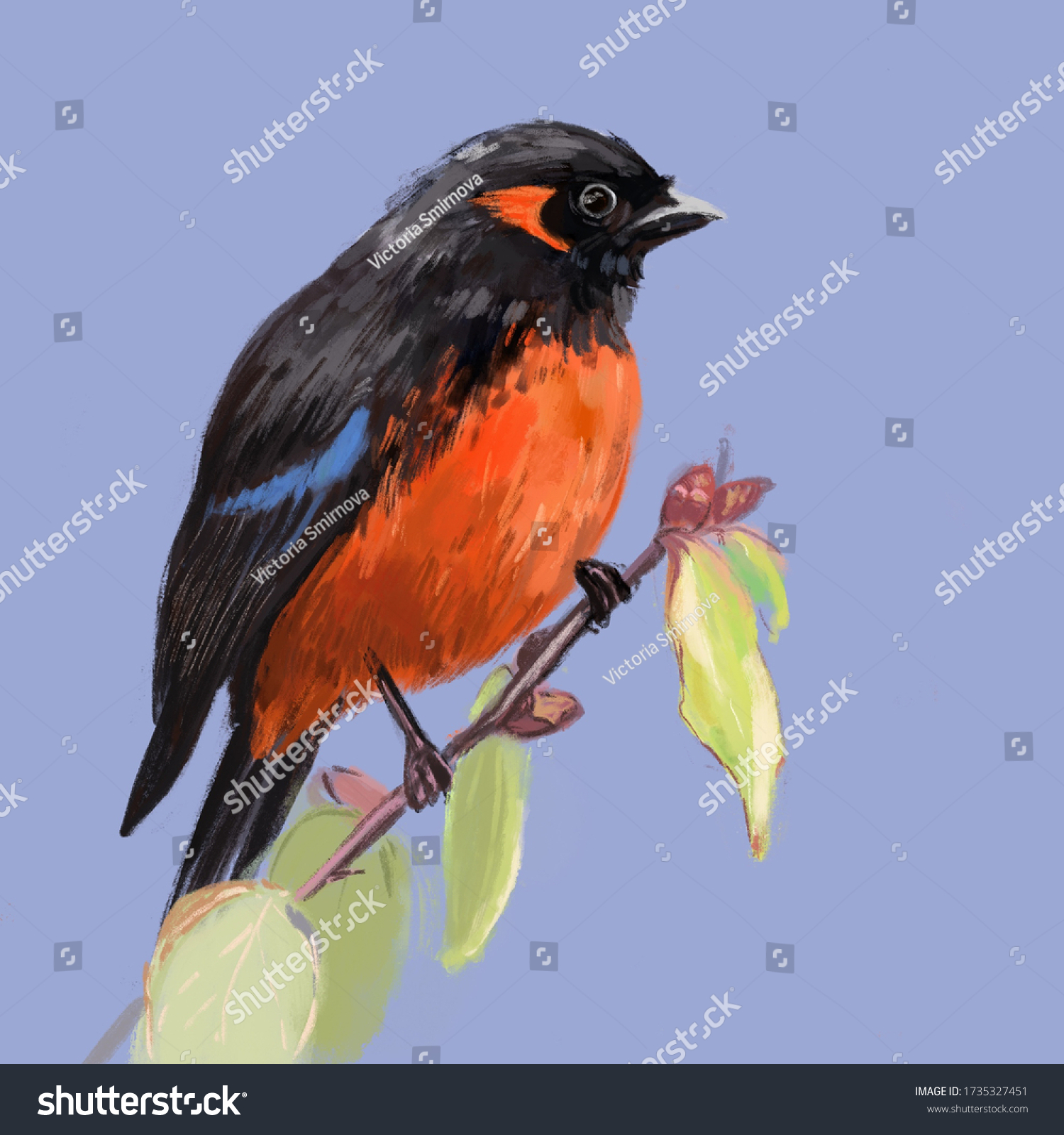 Scarlet bellied mountain tanager images stock photos d objects vectors