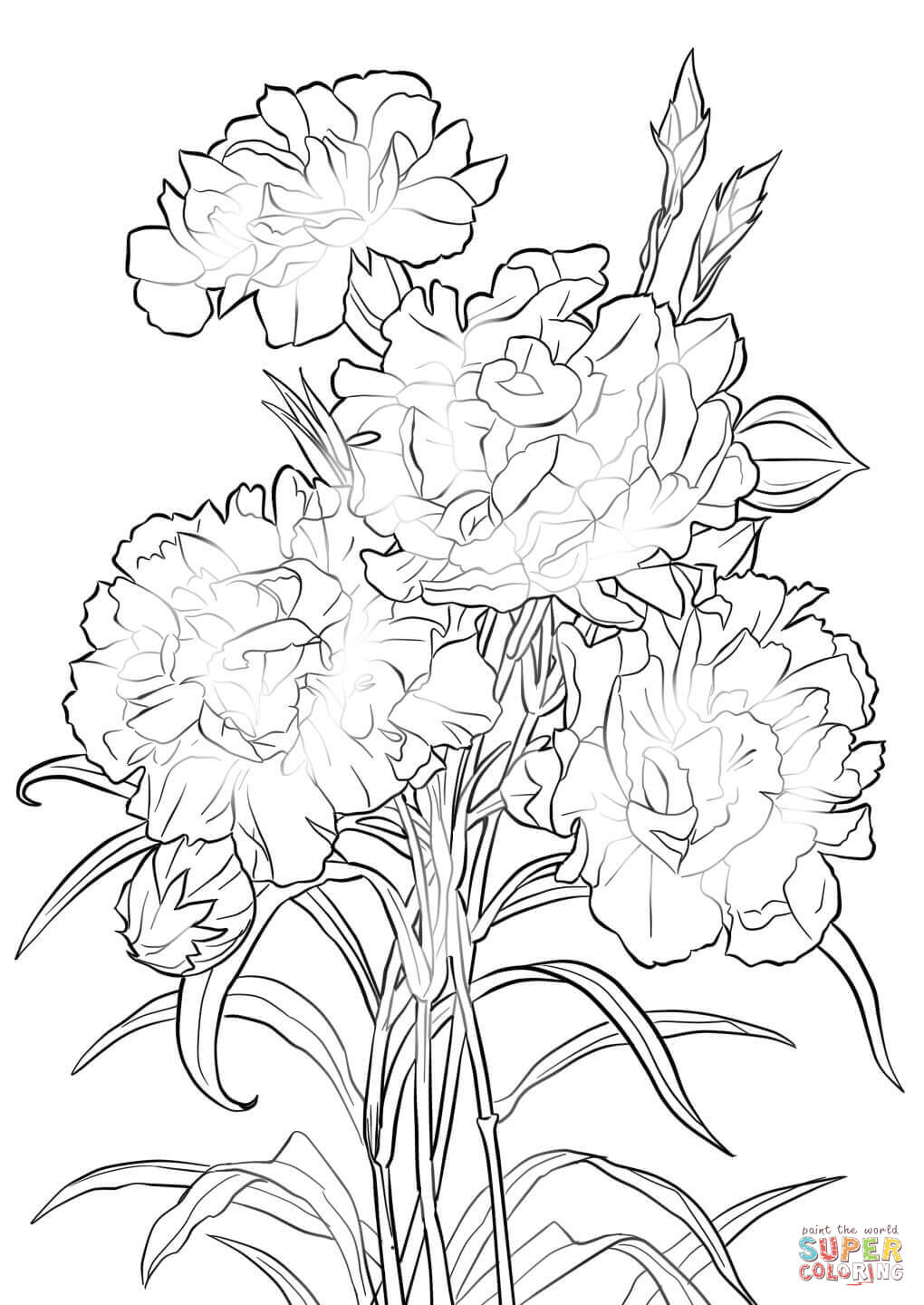 Scarlet carnation coloring page free printable coloring pages