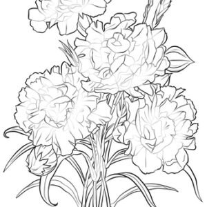Carnation coloring pages printable for free download