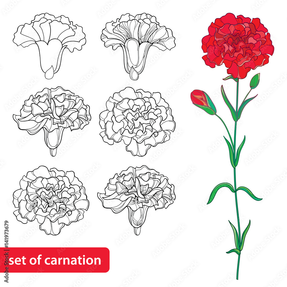 Vector set with outline carnation or clove flower bud and leaves in black and red isolated