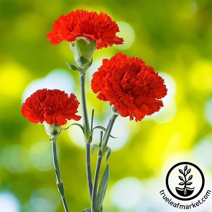 Cancan carnation scarlet flower seeds aka clove pink