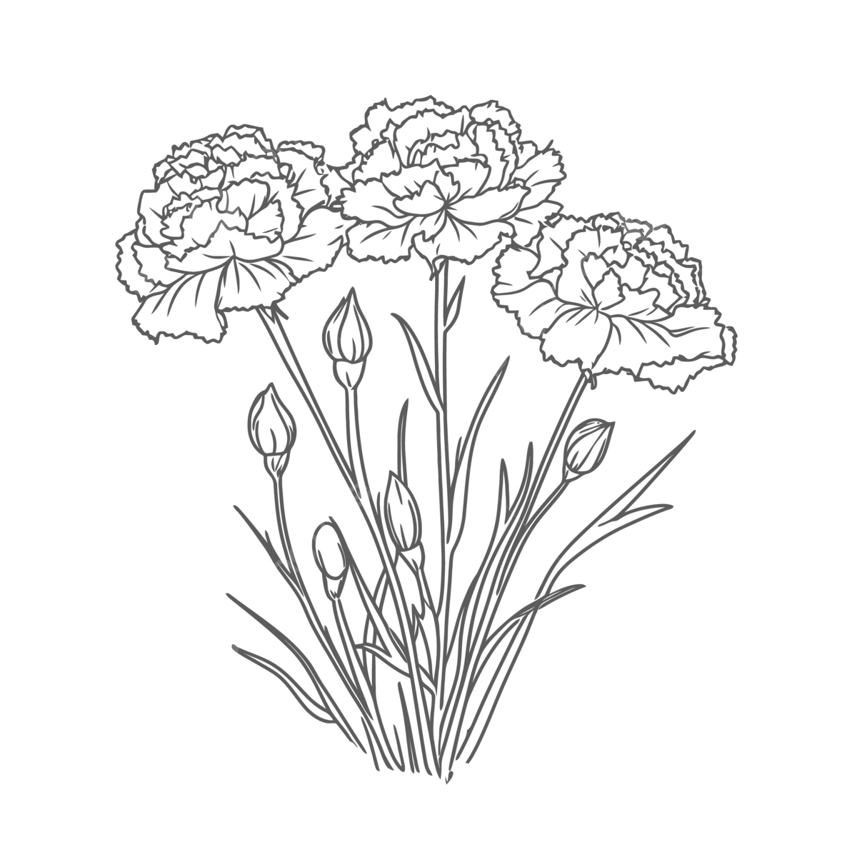 Carnations flower coloring page pencils ink outline sketch drawing vector flower drawing car drawing wing drawing png and vector with transparent background for free download