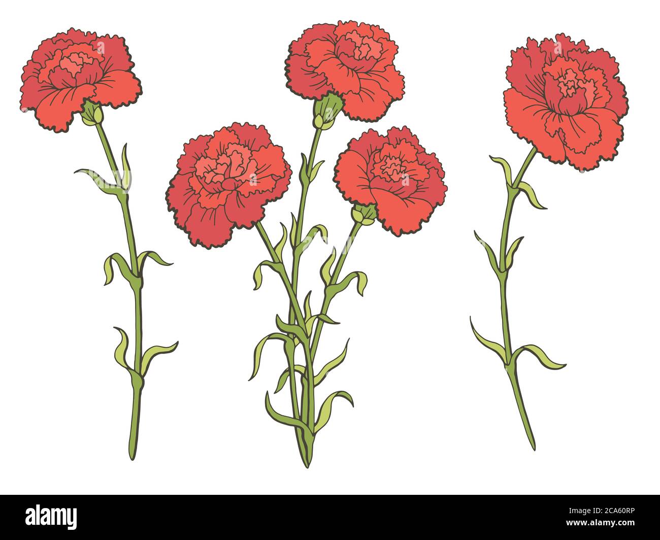 Carnation vector hi