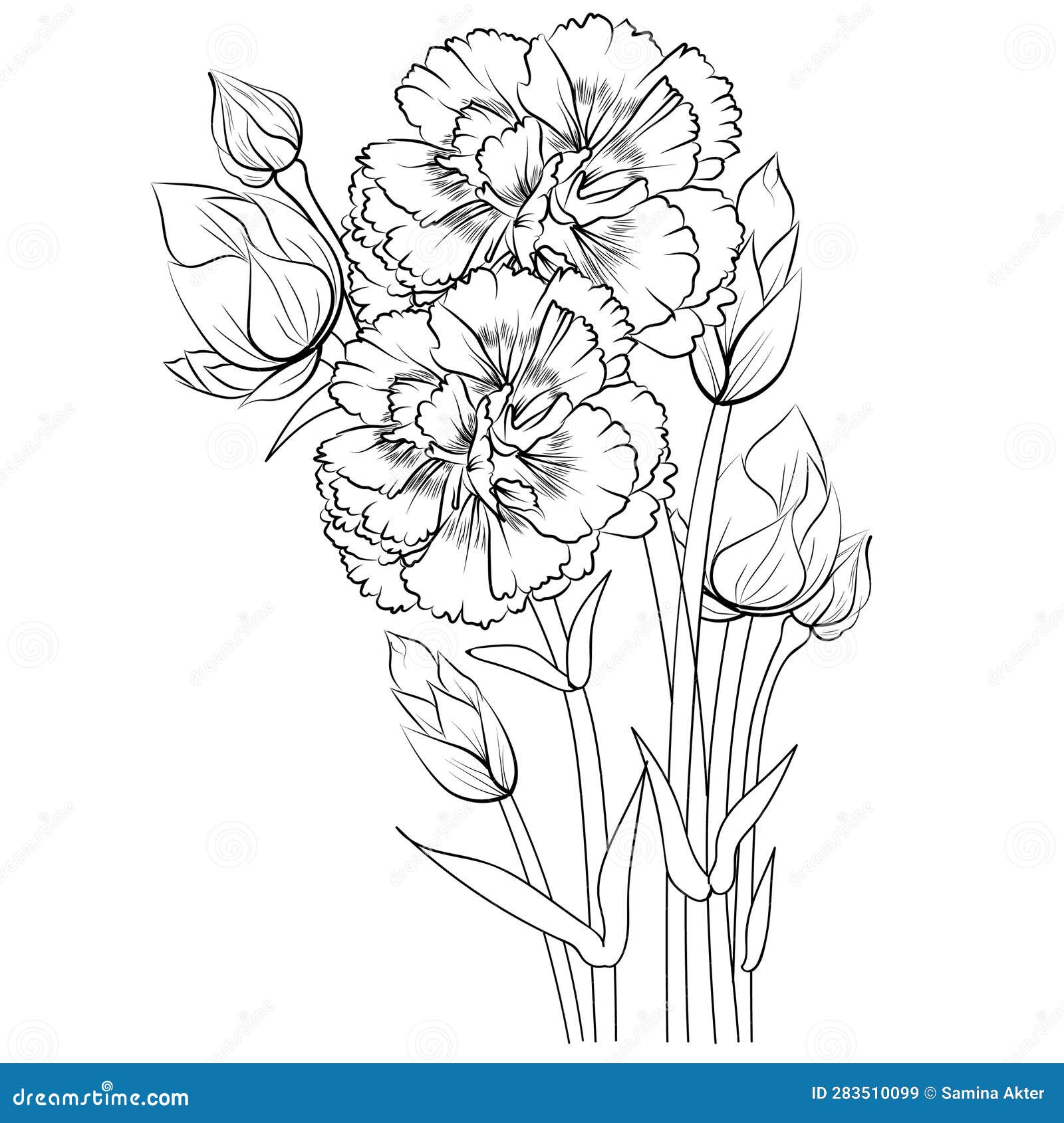 Carnation flower outline beautiful botanical floral pattern illustration for coloring page or book dianthus caryophyllus stock vector