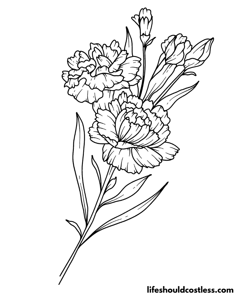Carnation coloring pages free printable pdf templates