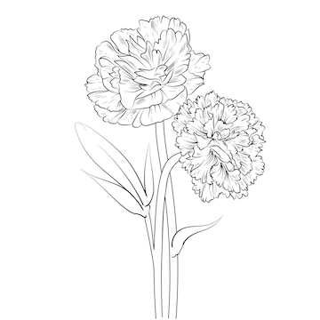 Premium vector carnation flower drawing hand drawn branch of botanical illustration coloring book for adults