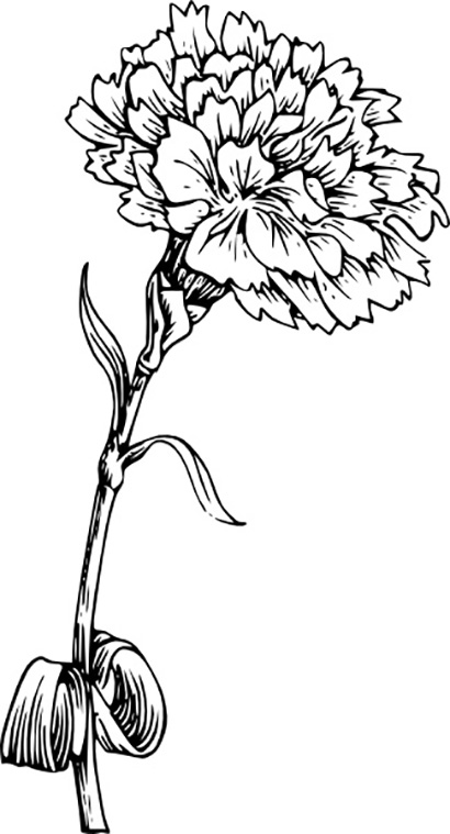 Carnation coloring pages