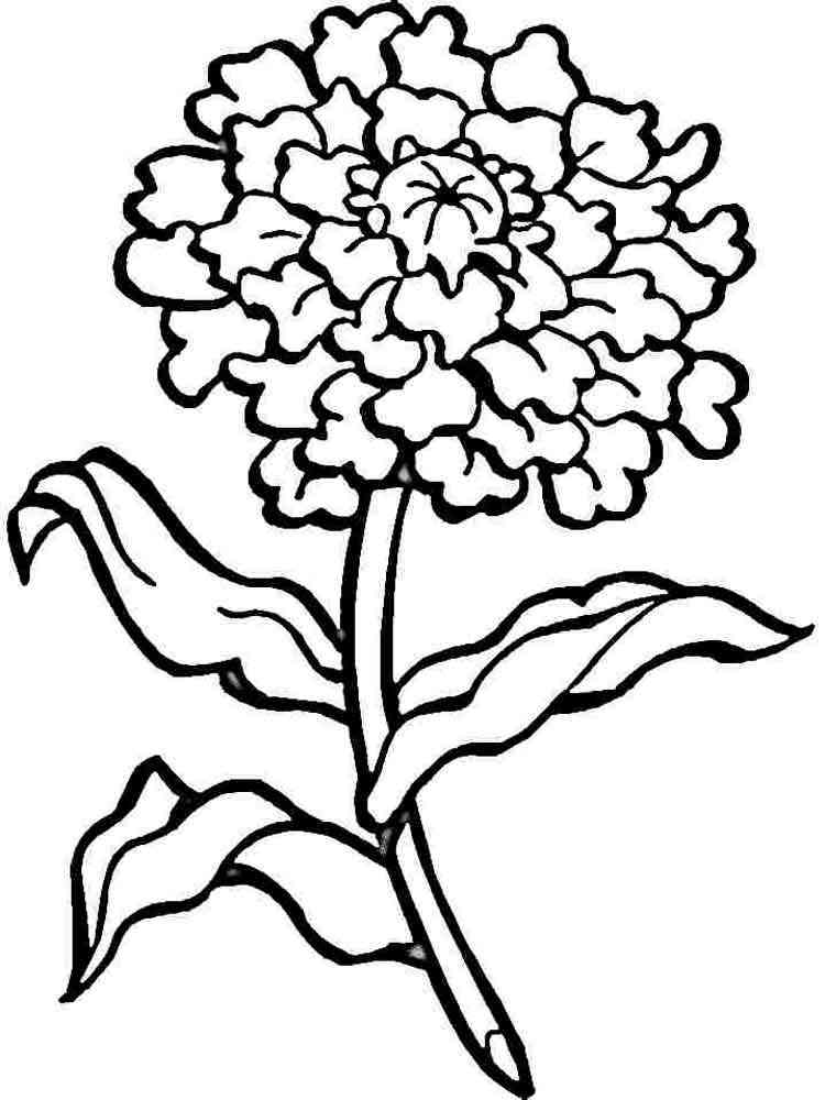 Carnation flower coloring pages