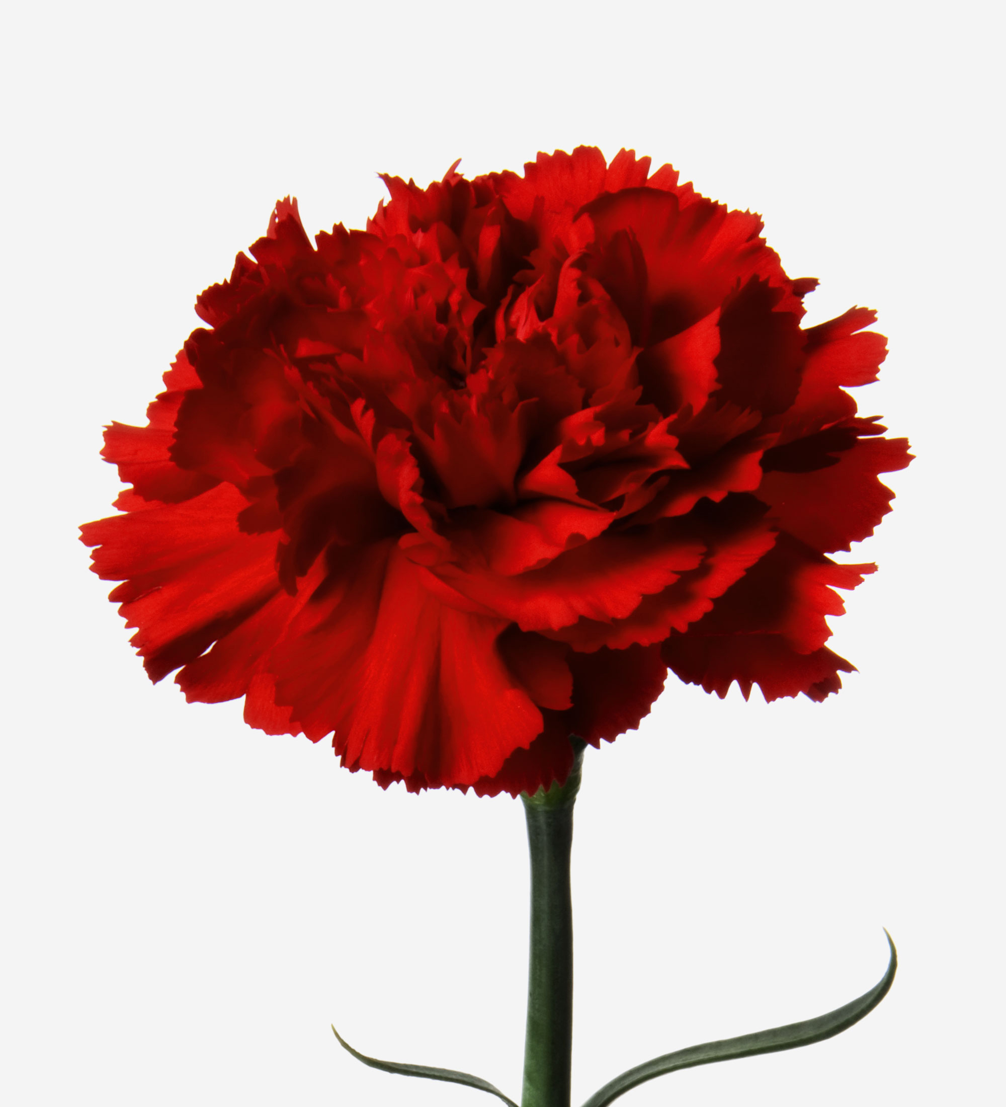 Redhead carnation carnations red carnation bouquet us
