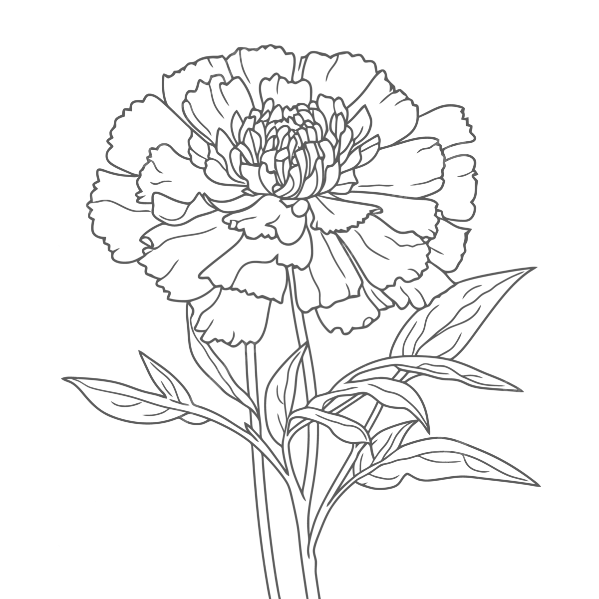 Carnations coloring coloring pages beautiful carnation coloring pages outline sketch drawing vector car drawing wing drawing ring drawing png and vector with transparent background for free download