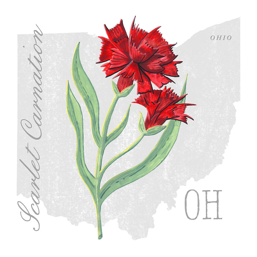 Ohio state flower scarlet carnation art by jen montgomery painting by jen montgomery