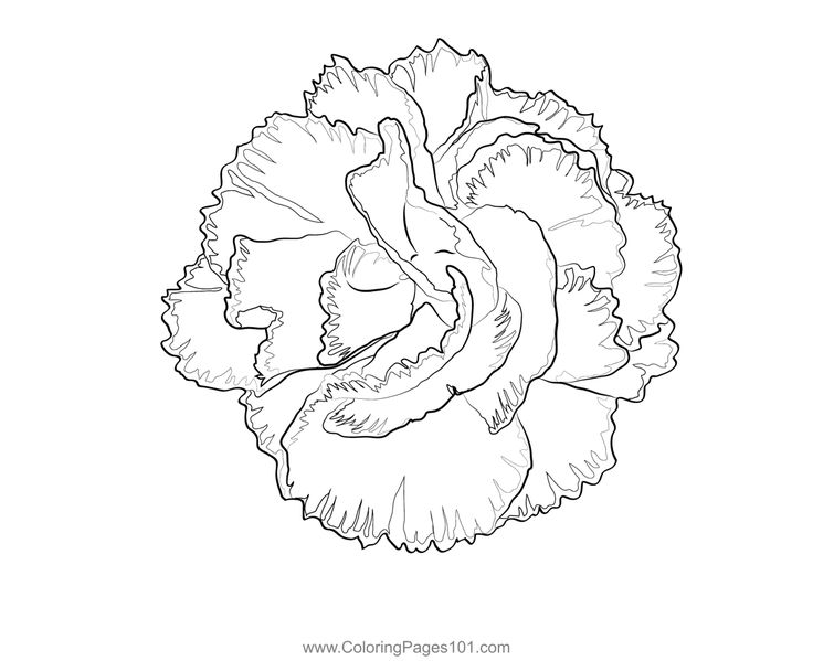 Carnation flower coloring page carnation flower flower coloring pages carnation drawing