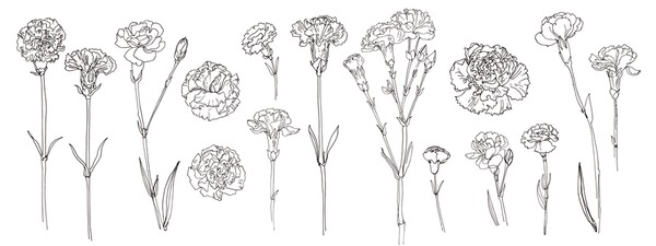 Thousand carnation line royalty