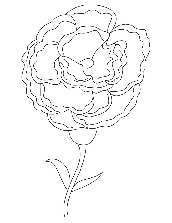 White carnation coloring page download free white carnation coloring page for kids best coloring pages